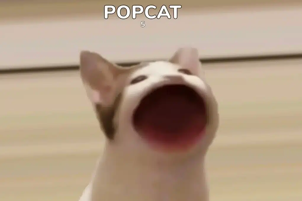 밈코인 팝캣(POPCAT)